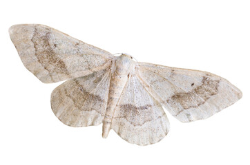 Riband Wave (Idaea aversata) geometridae moth isolated on white background, Europe, Czech Republic wildlife