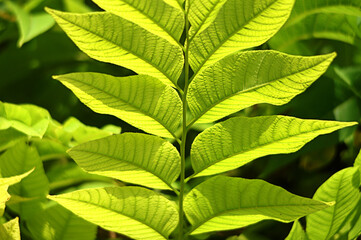 Bright Green Leaves