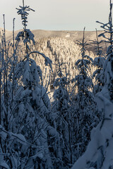 Snow covered fir trees on the background of mountain peaks. Snowy winter landscape.