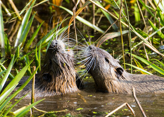 Wall Mural - Nutria balz