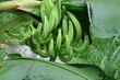 Close-up of a branch green banana