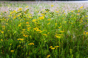 Summer Meadow