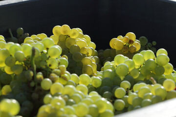 Poster - vendanges en Champagne