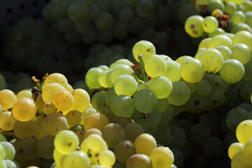 Canvas Print - vendanges en Champagne