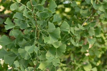 Poster - Ginkgo leaves in summer. Ginkgo biloba known as the maidenhair tree.Very old species native to China.