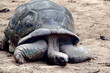 Giant  land tortoise from Seychelles, rare endemic Aldabra Island