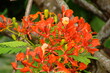 Close-up  red tropic  flowers on a tree branch 