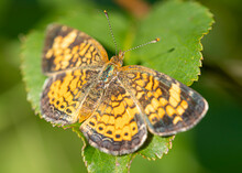 A Silvery Checkerspot Butterfly Resting On A Leaf In The Summer Sunshine.