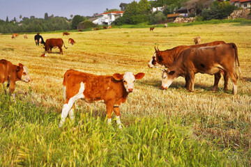 Canvas Print -  The pasture