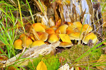 Poster - Stockschwämmchen im Herbstwald -sheathed woodtuft  in autumn forest