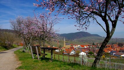 Sticker - Birkweiler während der Mandelblüte im Frühling