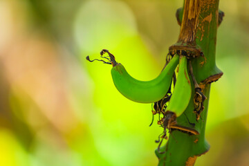 Wall Mural - fresh green banana field in india