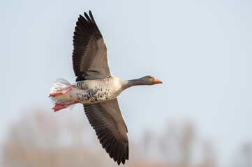 Wall Mural - Gans im Flug