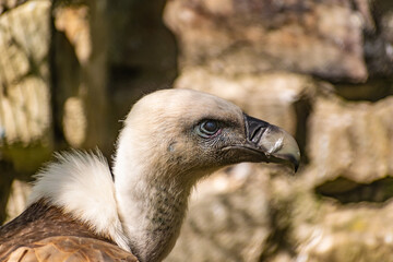 Wall Mural - White-headed vulture. A large adult from the order Falconiformes and the family of hawks. Interesting animal feeds on carrion and raw meat, close-up