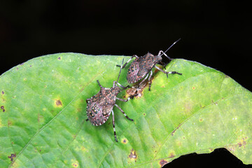 Wall Mural - stink bug insects in natural state