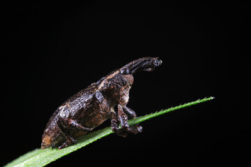 Canvas Print - weevils inhabit nature