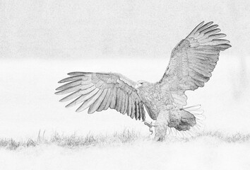 Canvas Print - White tailed eagle (Haliaeetus albicilla) sketch