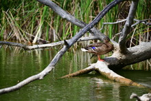 Wild Ducks Swim On The River
