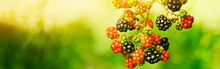 Ripening Blackberries On Branch Against Blurred Background, Closeup. Banner Design With Space For Text