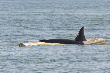 A transient orca of the T36A pod (possibly T36A1 aka Tierna) pursuing a young harbour porpoise off the coast of Point Roberts, Washington. 