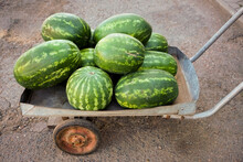 Ripe Green Watermelons  In A Pile On Vintage Aged Cart.