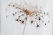 © Magda DJM - close up of a dry fennel flower