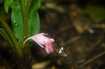 Wall Mural - pink flower with moth in rain forest.