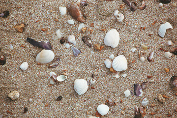 Poster - Overhead shot of a wet sandy beach mixed with some seashells  - perfect for background