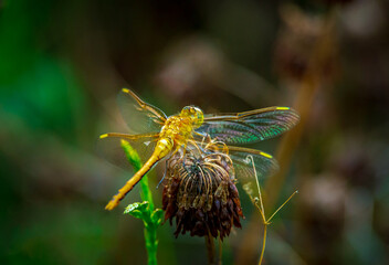 dragonfly on a branch