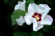 Close Up Photo Of A Pair Of Red Heart White Hibiscus Flower In Bloom