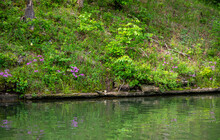 Pretty Purple Wildflowers Reflect In The Lake Waters Making A Beautiful Scenic Landscape Scene With Lots Of Green Color. Bokeh Effect.