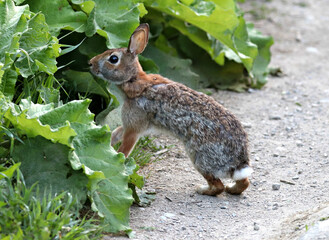 Cottontail Rabbit in Toronto's Don Valley