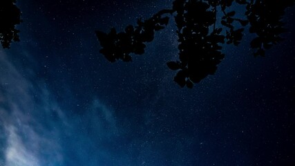 Wall Mural - Timelapse of stars and milkyway over the trees at night.  Beautiful timelapse of milkyway. Starfall.