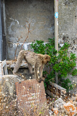 Photo of a wild macaque in Gibraltar up on the rock. Free monkey. 