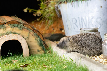 Poster - hedgehog