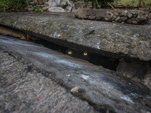 Creepy And Sinister Yellow Glowing Eyes From Below The Sewer Drain Staring At The Viewer. Horror Concept.