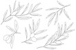 Olive branch engraving vector illustration. Graphic olive collection. one line drawing