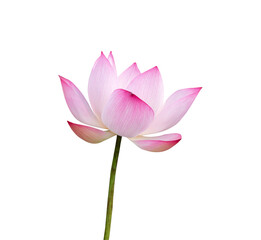 Wall Mural - Selective focus Lotus flower isolated on white background. File contains with clipping path so easy to work.