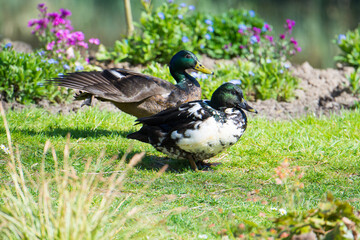 Wall Mural - Ente