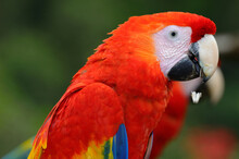 Close Up Of Scarlet Macaw Eating Sunflower Seeds In Costa Rica
