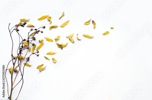 Cuadros en Lienzo abstract floral background, Imitation of falling leaves