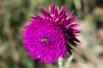 Fly on a purple flower 