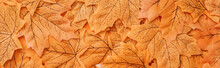 Top View Of Golden Autumnal Foliage Background, Panoramic Shot