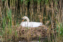 An Adult Mute Swan, Cygnus Alor, Sitting Alert On The Nest Incubating Eggs