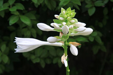 White Hosta Flowers