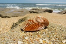 Beautiful Seashell On Ocean Background