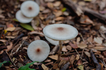 Beautiful closeup of forest mushrooms