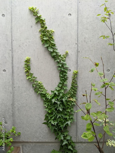 5 407 Creeping Natural Foliage Wall Murals Canvas Prints Stickers Wallsheaven 5 407 Creeping Natural Foliage Wall Murals Canvas Prints Stickers Wallsheaven