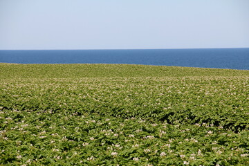 potato field and flowers ocean 2