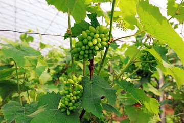 Green grapes on the farm